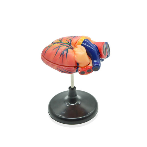 Модель «Сердце человека» (лабораторная)